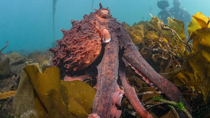 Sunday, September 1: Nat Geo Unveils ‘Secrets of the Octopus’