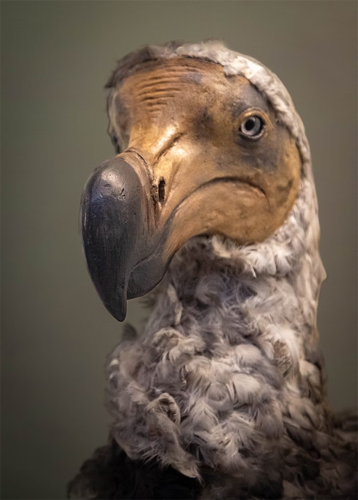 Our perception of this iconic and unusual creature is altered by a fresh look at the dodo.